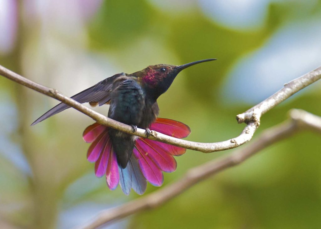 Bird Jamaica About Jamaica