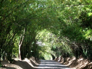 bamboo avenue jamaica