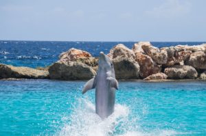 dolphin cove tour jamaica