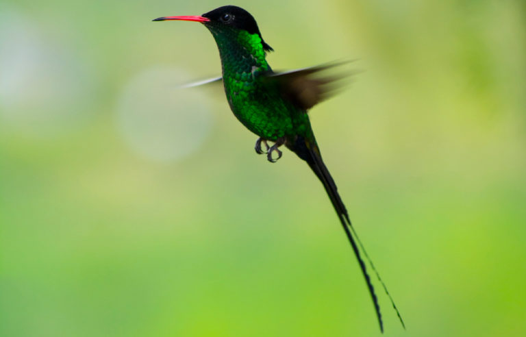 humming bird | About Jamaica