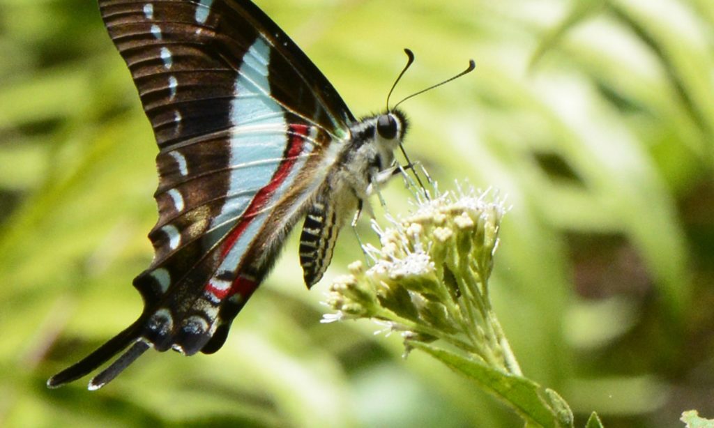 jamaican butterfly | About Jamaica