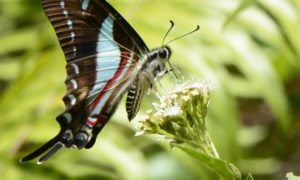 jamaican butterfly